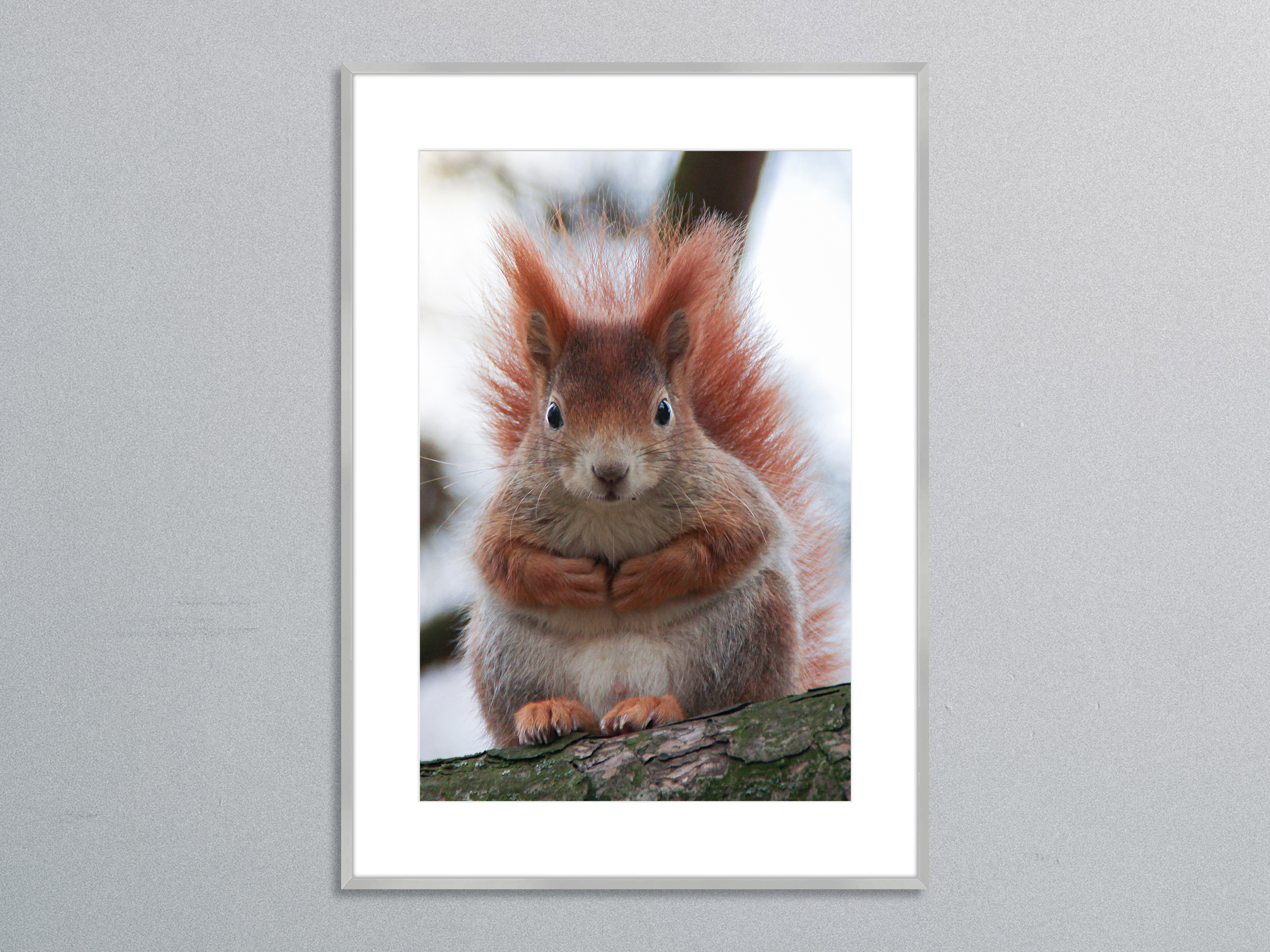 neugieriges Eichhörnchen