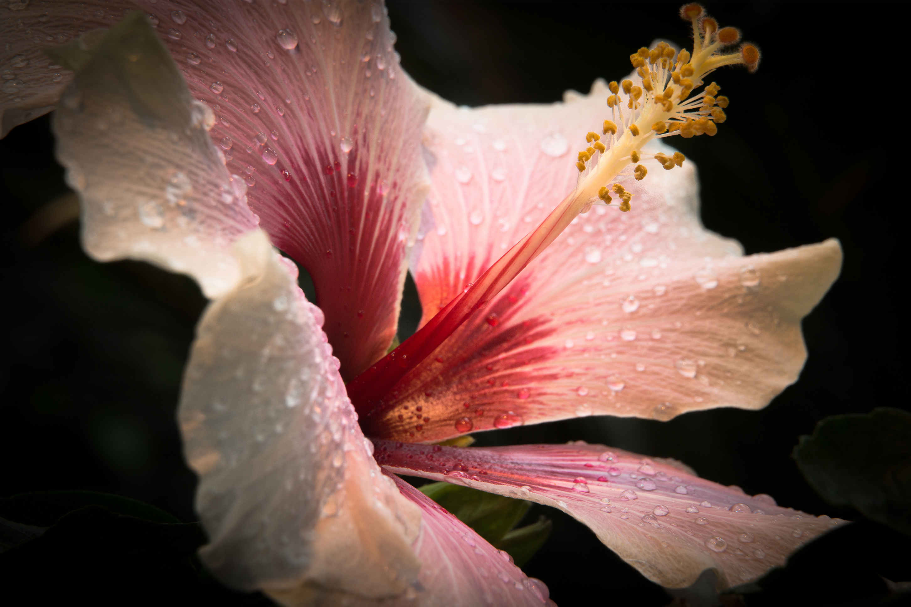 Hibiskusblüte mit Tropfen