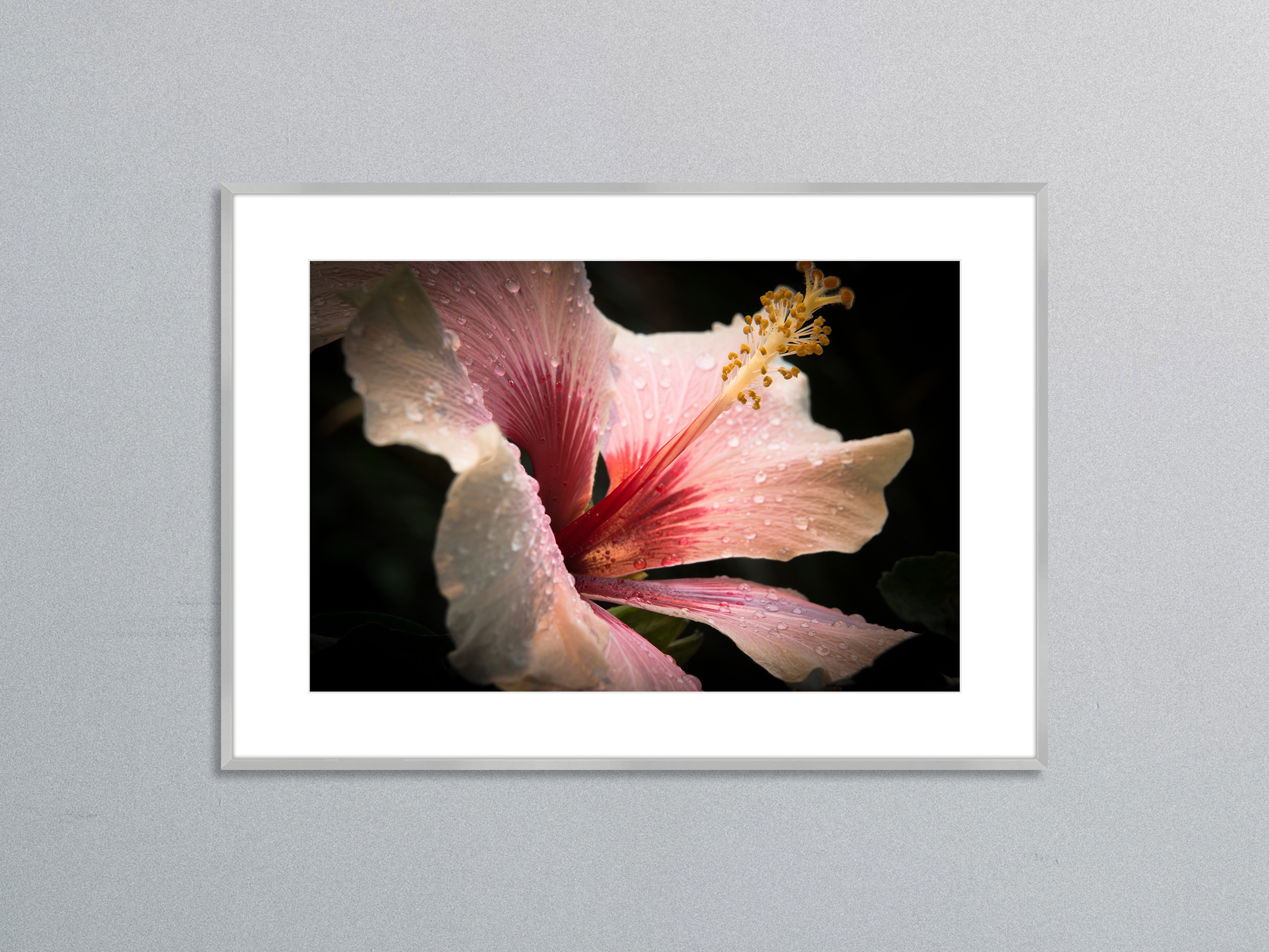 Hibiskusblüte mit Tropfen