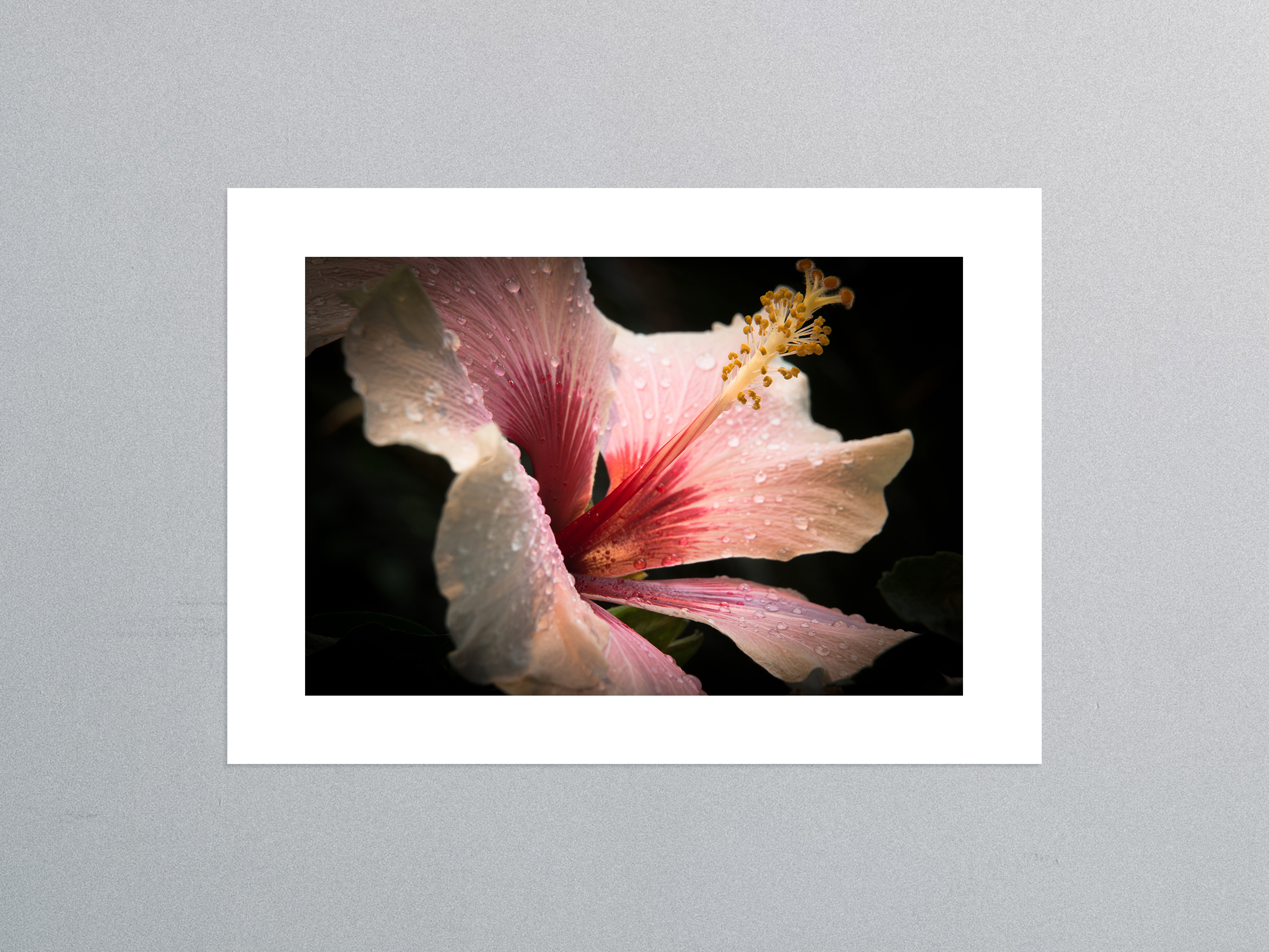 Hibiskusblüte mit Tropfen