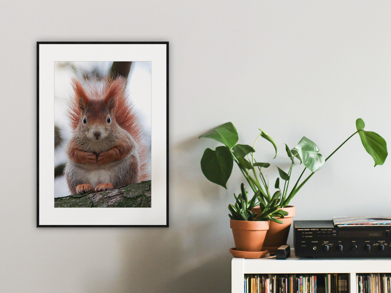 neugieriges Eichhörnchen