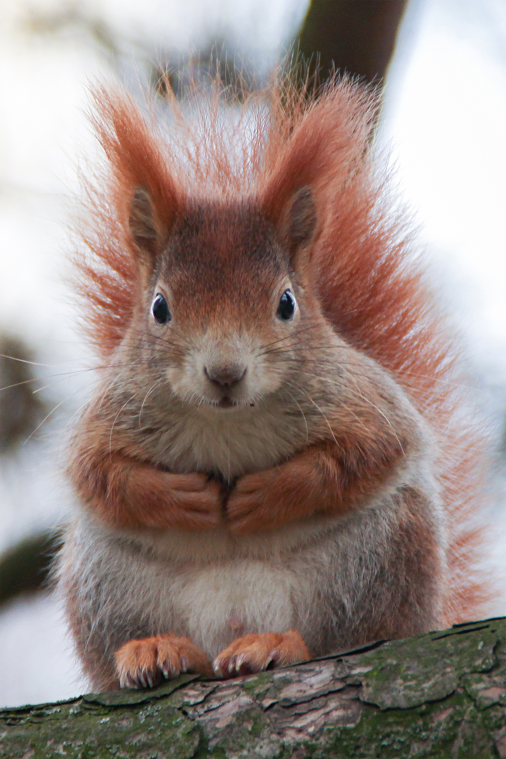 neugieriges Eichhörnchen