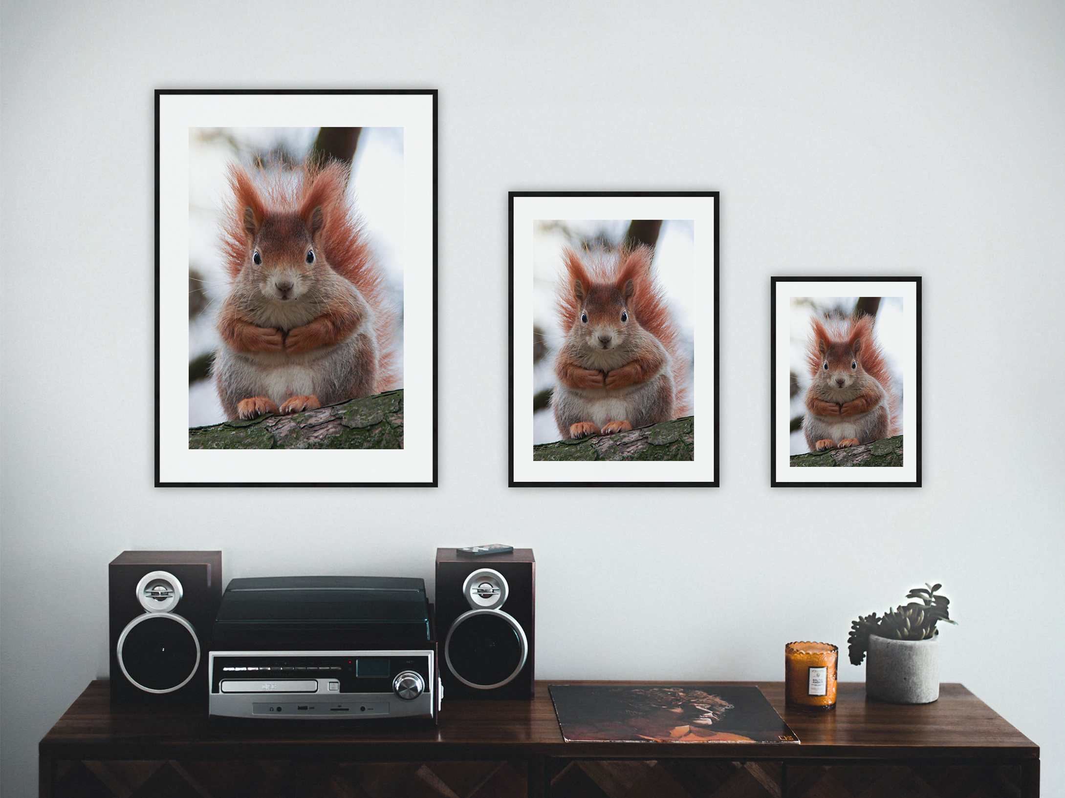 neugieriges Eichhörnchen