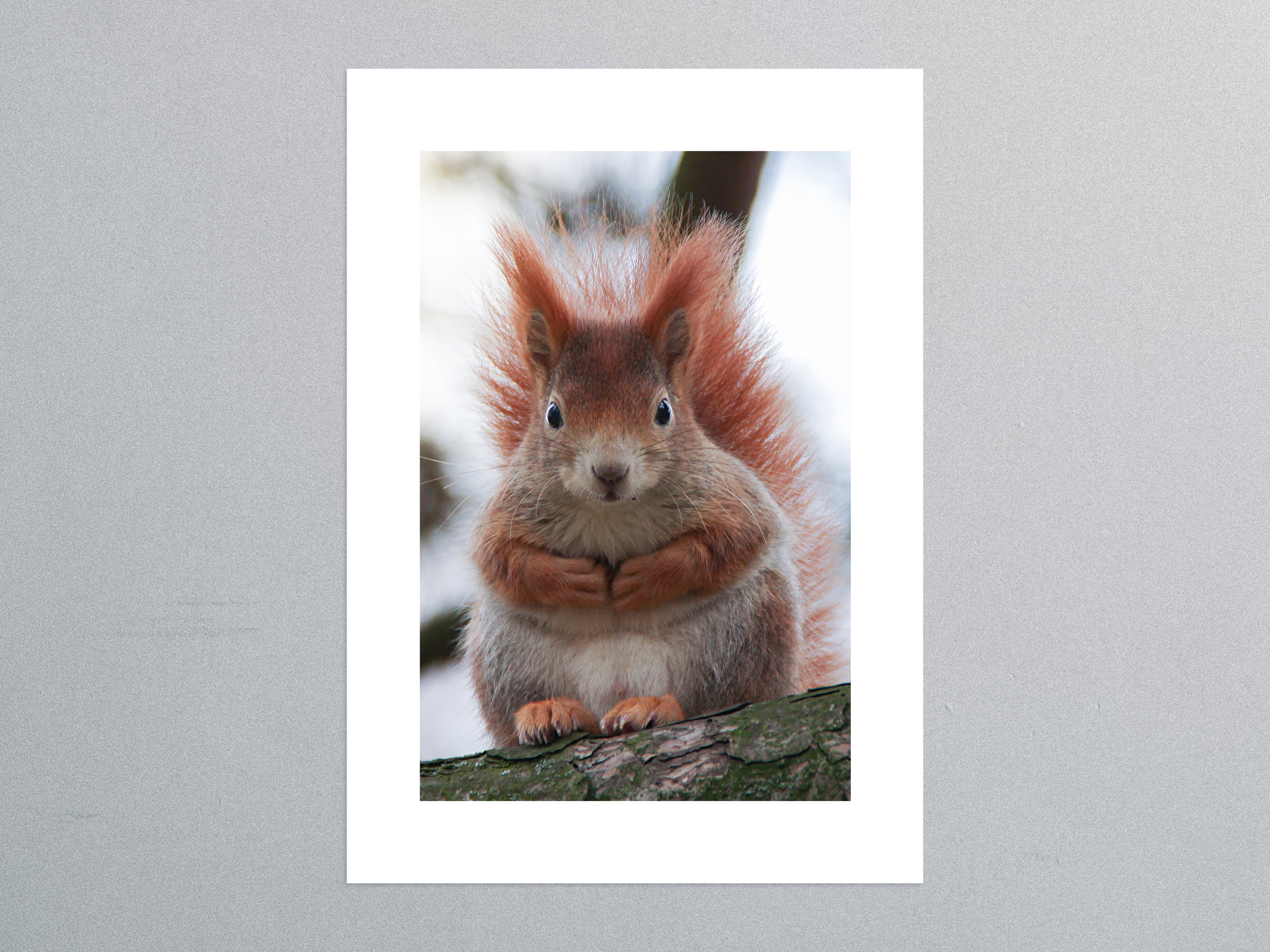 neugieriges Eichhörnchen