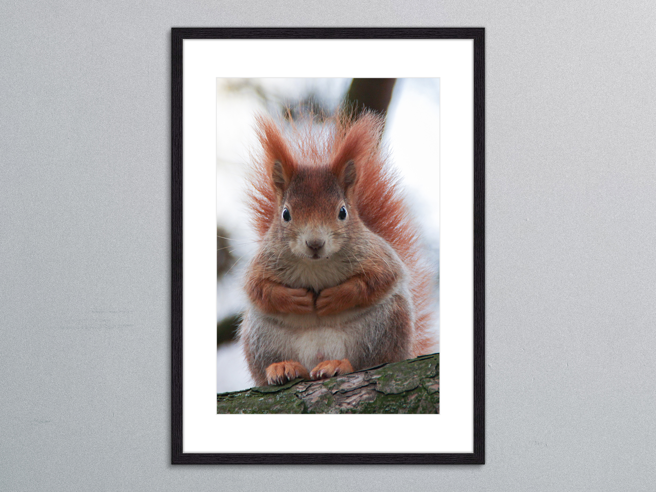 neugieriges Eichhörnchen