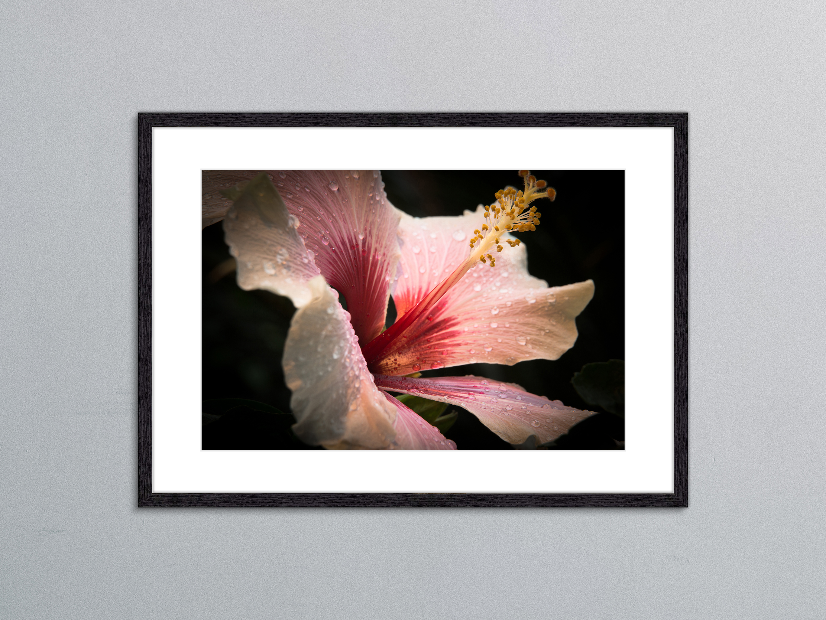 Hibiskusblüte mit Tropfen