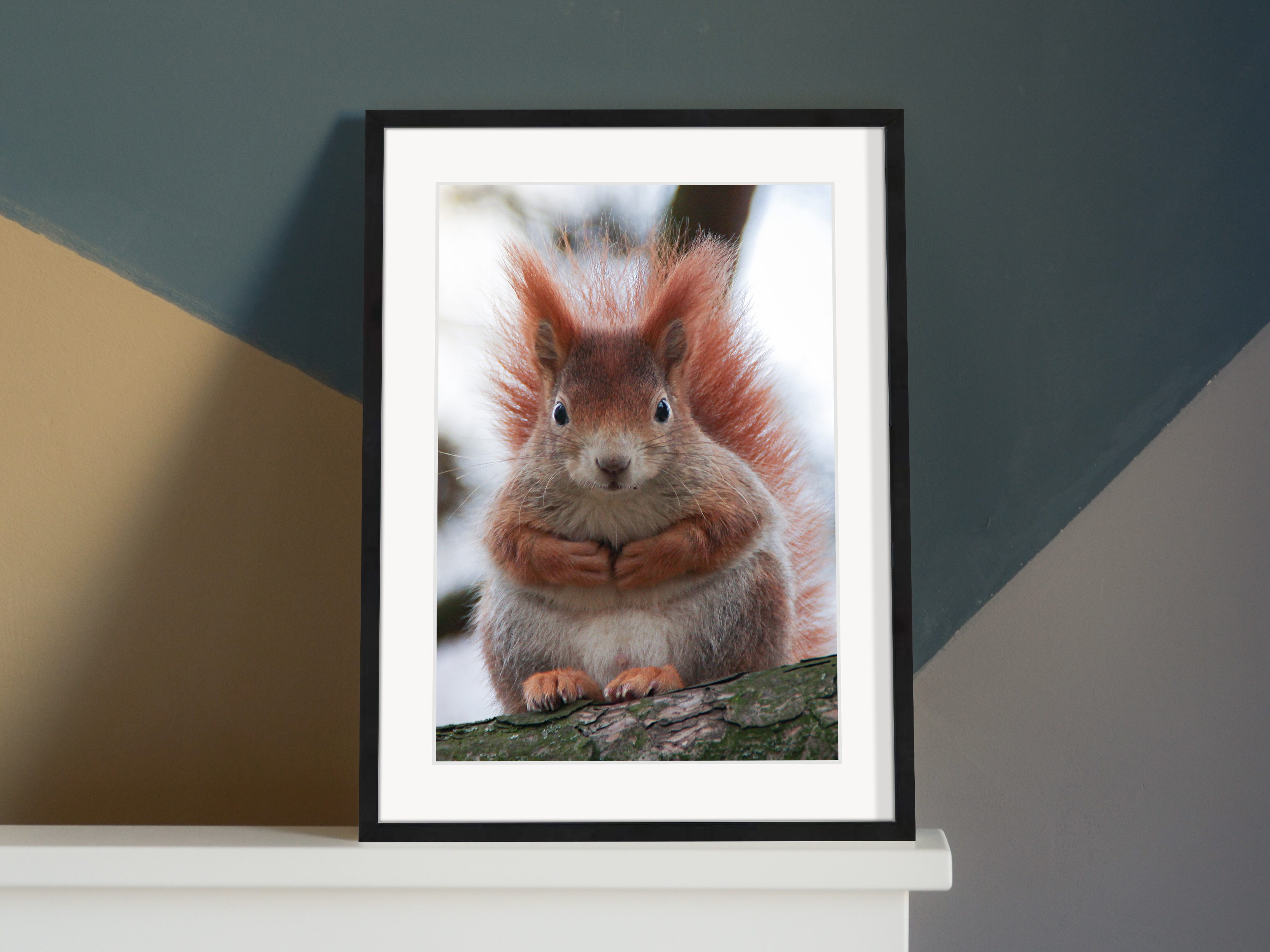 neugieriges Eichhörnchen