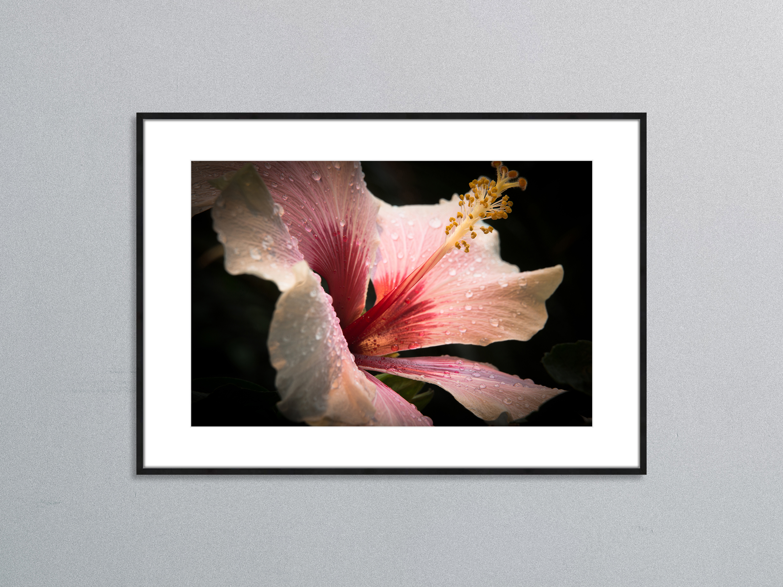 Hibiskusblüte mit Tropfen